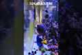 Man Spends His Life Cleaning Aquarium 