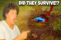 I Found Wild Betta Fish Surviving in