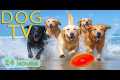 DOG TV: Video Anti-Anxiety Entertain