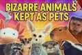 Bizarre Pets People Actually Own |