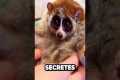 Exotic Pets: The Hidden Dangers No