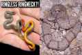 Fantastic Snake Hunting in West
