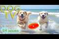 DOG TV: Video Relax All-Day for Dogs