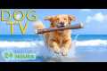 DOG TV: Best Entertain Videos &