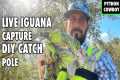 Florida Park Hires Me for Live Iguana 