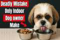 If You’re an Indoor Dog Owner, Stop