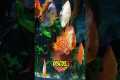 Top 5 Exotic Freshwater Fish for Your 
