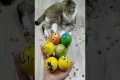 Balls 😁🐱 Cat Barsik Reverse Video