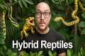 5 INSANE Reptile Hybrids YOU Can Buy