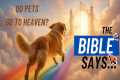 Do Our Pets Go to Heaven? What Does