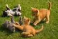 Sweet Kittens Rolling and Playing on