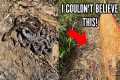 7 Rattlesnakes Under One Log! Insane