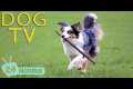 DOG TV: Video Entertain & Relax