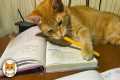 Smart Cats Outsmarting Humans 😂