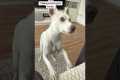 Dog Refuses Training & Does THIS