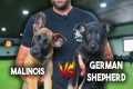 Malinois vs German Shepherd - Why I