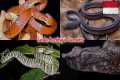 These snakes have NEVER been seen on
