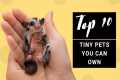 Top 10 Tiny Cute Exotic Pets You Can