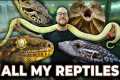My FINAL Reptile Room Tour
