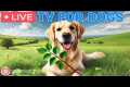 🔴24 Hours of Dog TV🎵🐶Relaxing Dog