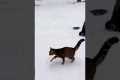 Cats in winter