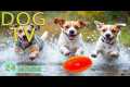 DOG TV: Best Video Entertain with