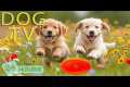 DOG TV: Videos Deeply Entertain & 