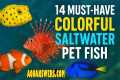 14 Most Colorful Saltwater Fish That