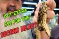 Every Reptile I TRIED to Resist