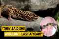 My Gecko Turns 18 YEARS OLD | Leopard 