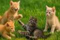 Adorable Kittens Rolling on the Grass 