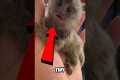 Top 5 Exotic Pets You Can Own !