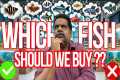 Which is BEST FISH to BUY For My FISH 