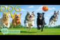 DOG TV: Videos Prevent Boredom &