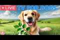 🔴24 Hours of Dog TV🎵🐶Calming Sleep 