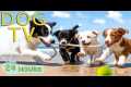 DOG TV: Videos Happy & Relaxing