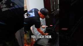 Watch This Dog Learn Crate Manners Fast!