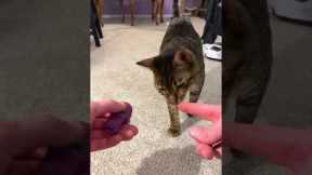 How I shoulder trained my cat 🐈