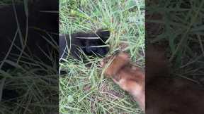 How to Train Your Puppy - The FIRST Steps in Puppy Training!