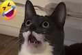 The Funniest Cat Talking