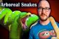 Top 5 Arboreal Snakes That Make GREAT 