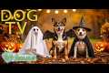 DOG TV: Best Videos Relax &