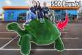 I Bought a 550 Pound Tortoise For My