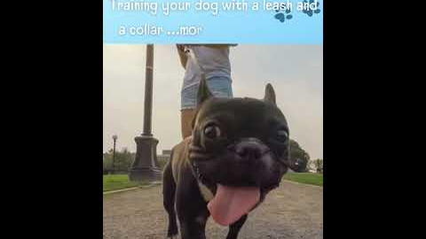 Cute Puppies 😍- Puppy & Dog Training Tips Ep.30 #shorts