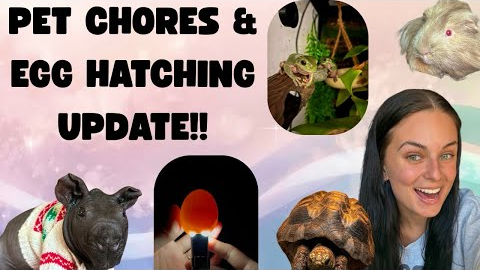 Lots Of Pet Chores & A BIG UPDATE!! 