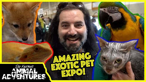 Touring the COOLEST EXOTIC PET EXPO! Parrots, Reptiles and Werewolves?!