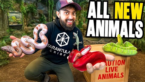 I Got New Animals For My New Reptile Zoo!