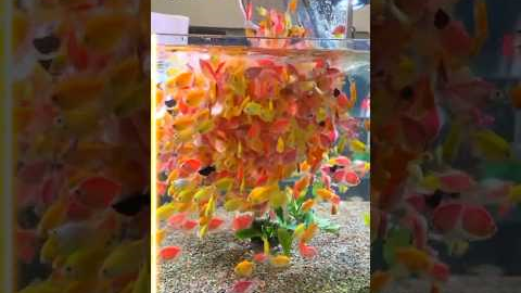 Did You Notice Something? The Glow in This GloFish Tetra Aquarium!