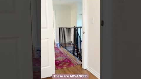 How I trained my cats & kittens .. training tricks #cats #kittens #catslover  #pets #shortyoutube