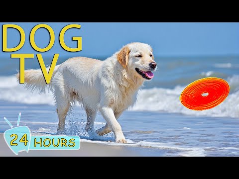DOG TV: Videos Anti-Stress & Entertain for Dogs to Watch When Home Alone - Best Relax Music for Dogs